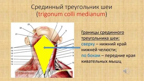 Треугольники анатомия