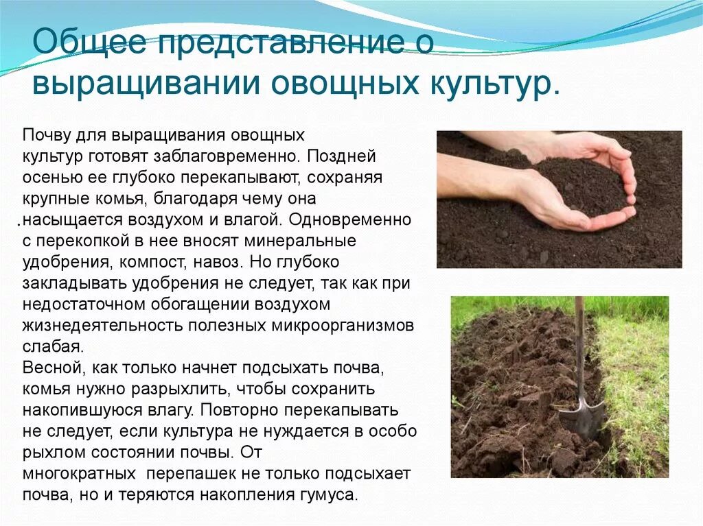 Посев семян определение. Технология возделывания овощных культур. особенности выращивания овощных культур. технология посева и посадки культурных растений. общее представление о выращивании овощей.
