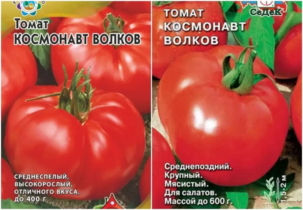 Томат сорта космонавт волков отзывы. Помидоры космонавт Волков. Томат космонавт Волкова. Томат космонавт Волков описание.