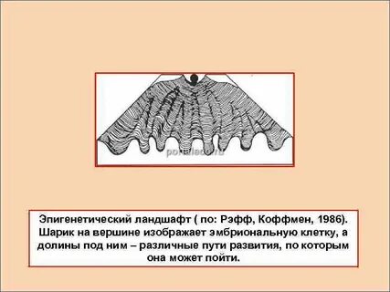 Эпигенетический ландшафт