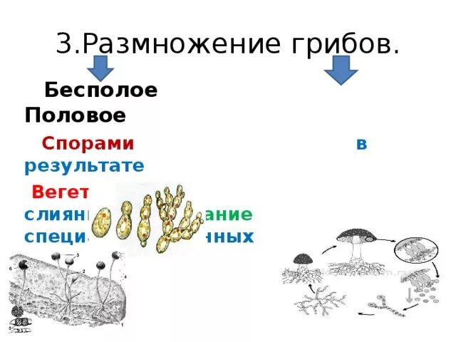 Бесполое размножение грибов схема. Половое и бесполое размножение грибов. Бесполое размножение грибов осуществляется. Размножение грибов спорами. Половые споры грибов