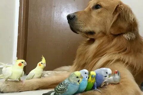 Together pet
