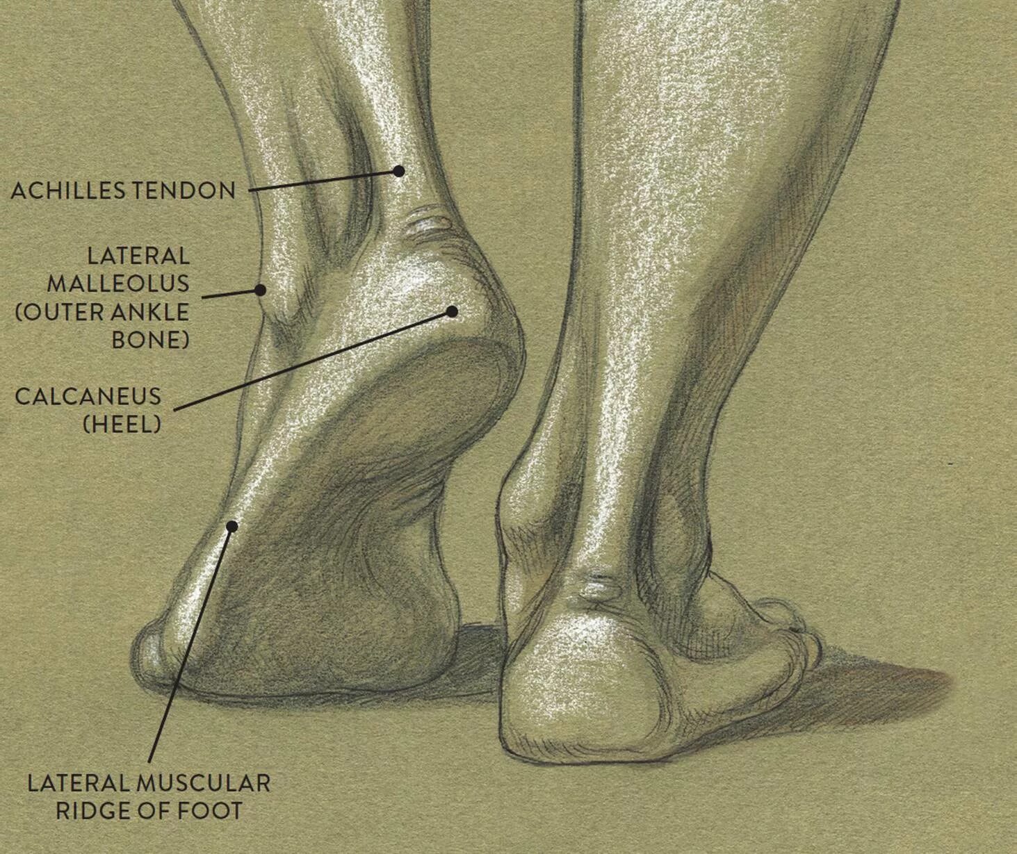 Нога человека щиколотка. Голень лодыжка щиколотка. Кости лодыжки и стопы. Нога голеностоп анатомия.