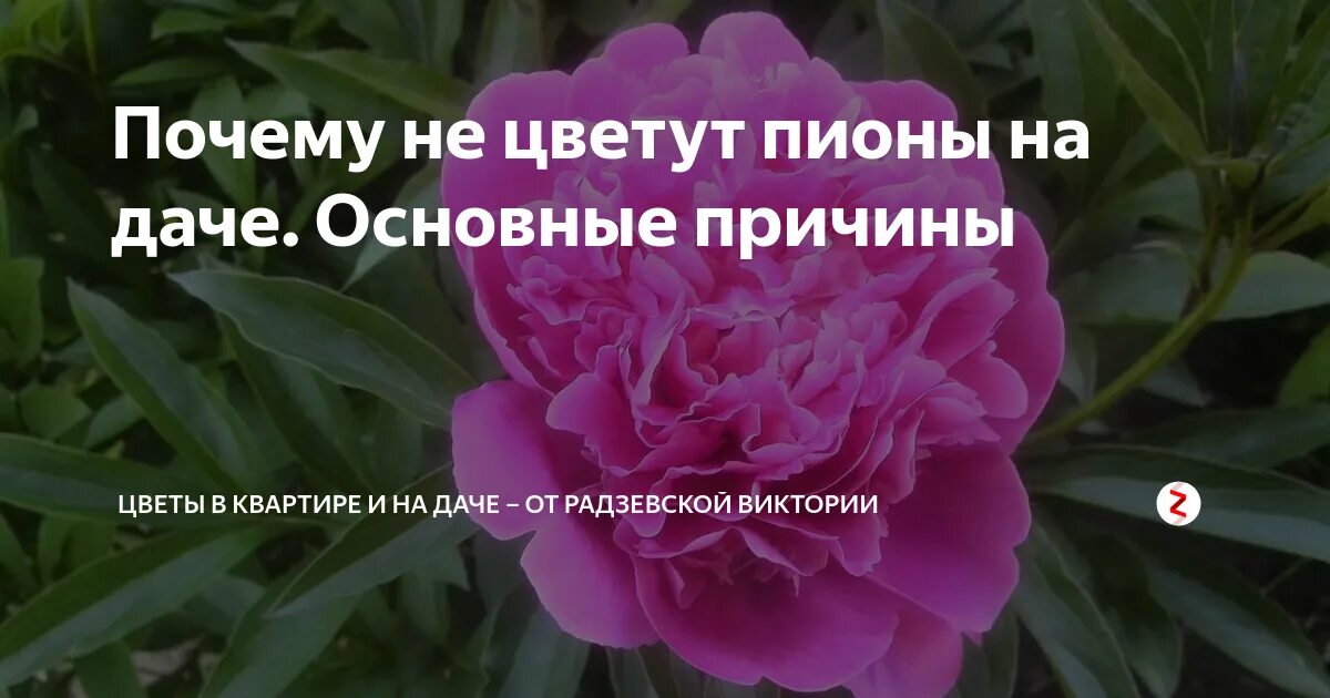 Почему не цветет пион что делать. Почему не цветут пионы. Пионы не цветут причины что делать. Почему не цветут пионы одни листья. Почему не цветут пионы одни листья нет бутонов что делать.