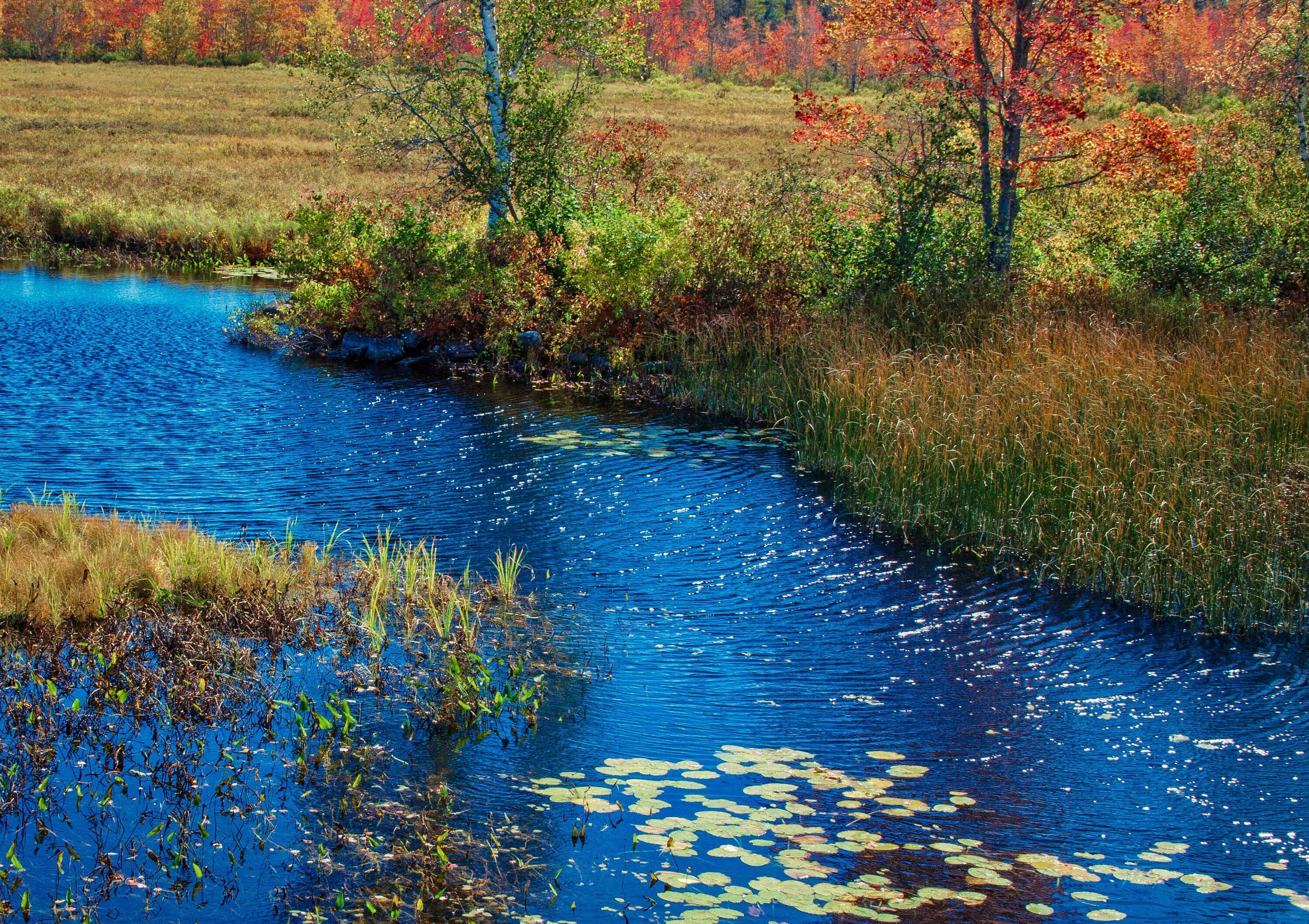 Реки 1 уровень. Разные цвета озер. Синее болото. Осенний на болоте. Времена года ( водные ресурсы).