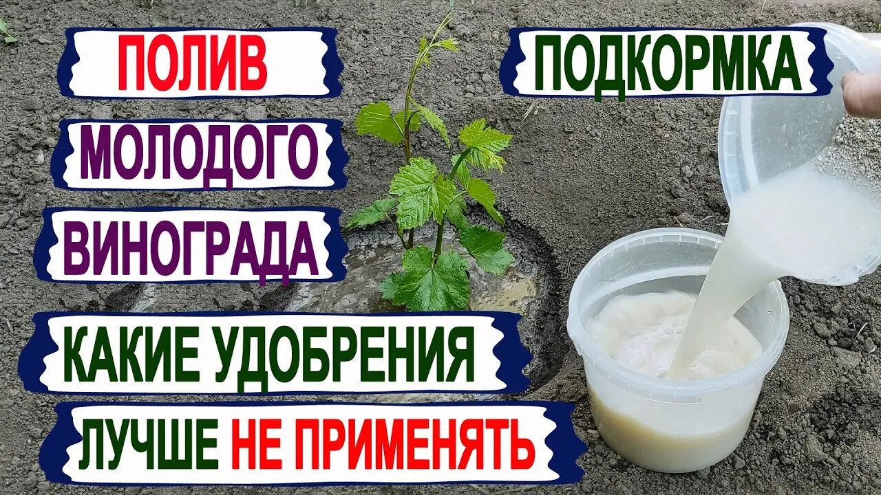 Первые подкормки сада. Чем подкормить виноград весной. Удобрение для винограда весной. Чем весной удобрить виноград для хорошего плодоношения. Чем весной удобрить виноград для хорошего плодоношения.