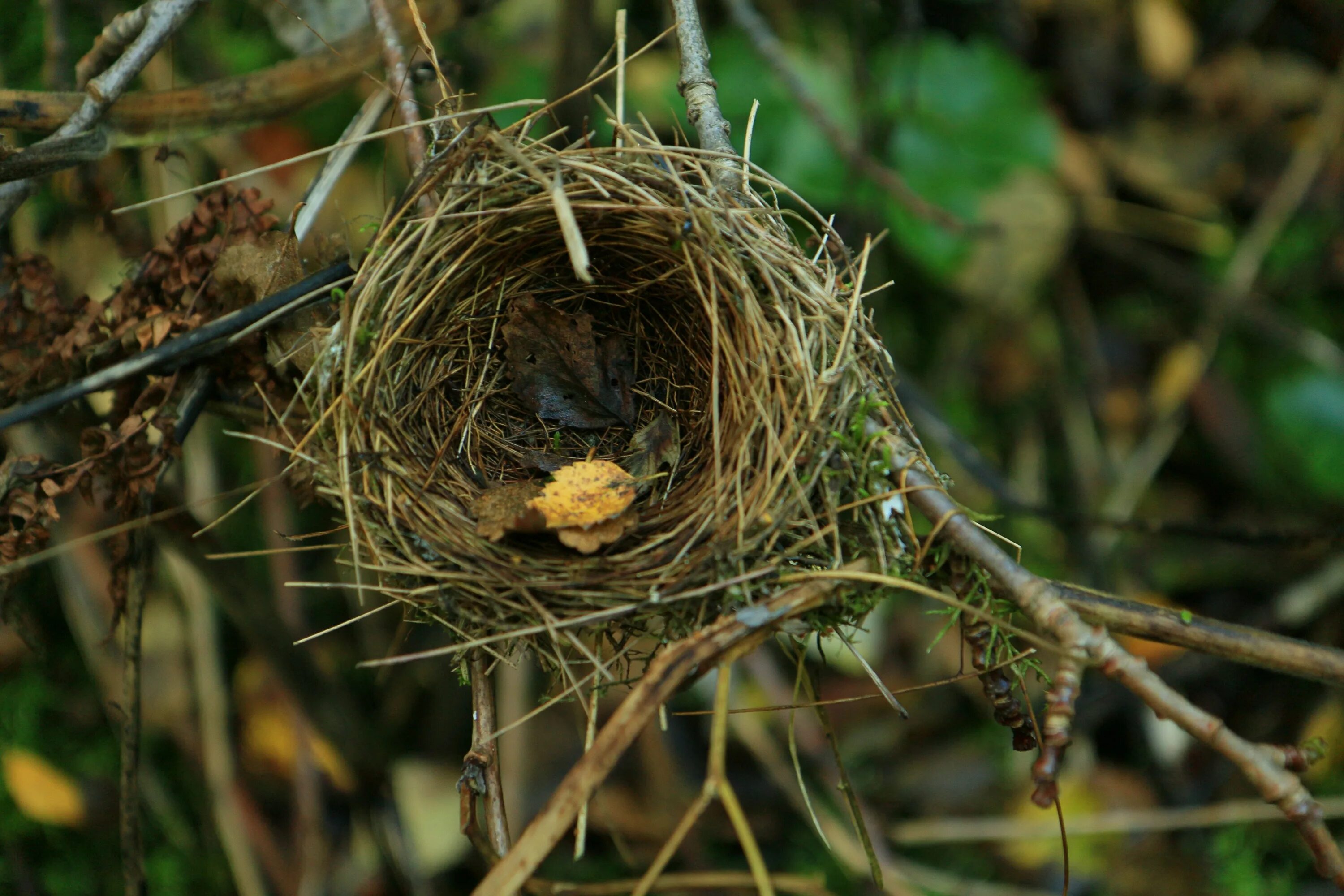 Гнездо жаворонка. Гнездо жаворонка птицы. Птичка гнездящаяся в полях. Гнездо на земле. Гнездо зяблика.