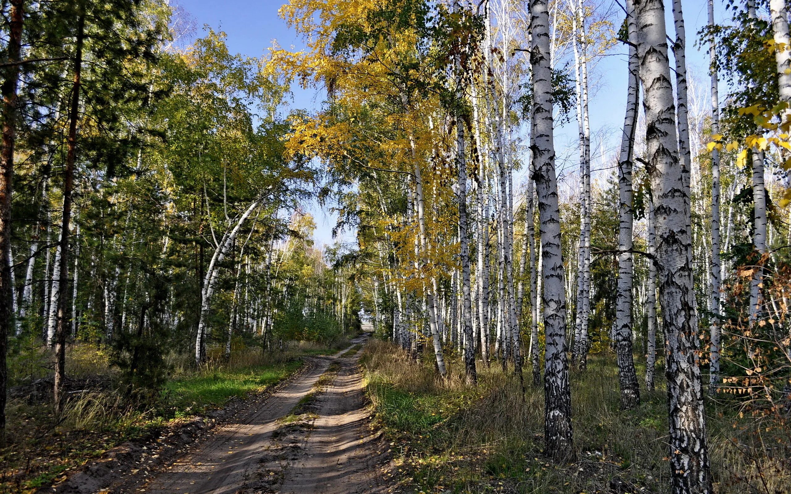 Березовый лес примеры. Березовая роща томск. березовый лес некрасовка. березовая роща полевской. березовая роща якутии.