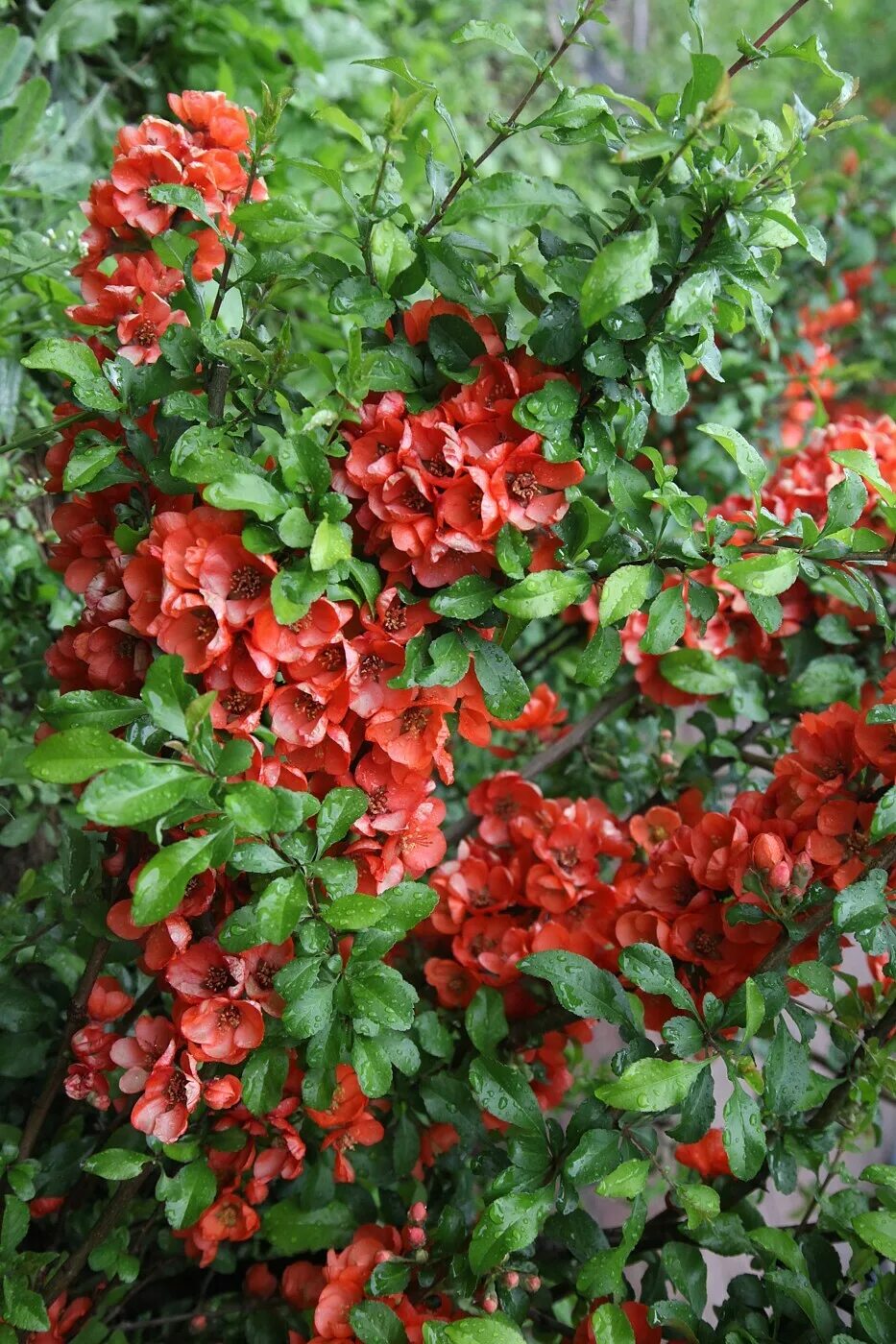 Кустарники с жёлтыми цветами фото и названия. Айва японская chaenomeles japonica. Айва японская. Айва садовая фото и описание кустарника. Айва японская сарженти.