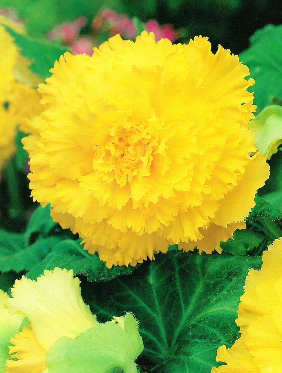 Бегония бахромчатая скарлет. Бегония бахромчатая. Бегония фимбриата оранжевая. Бегония клубневая фимбриата белая. Бегония фимбриата оранж.