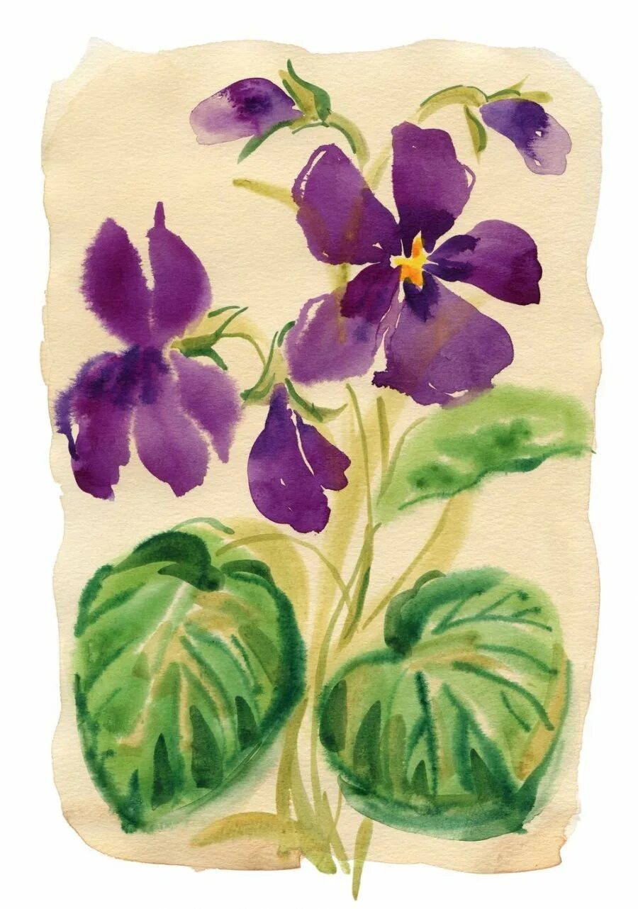 Цветок узамбарская фиалка рисунок. Цветочки мультяшные. Рисование фиалки. Фиалка набросок. Узамбарская фиалка акварелью.