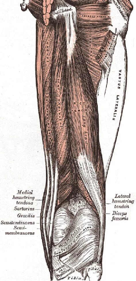 Мышца напрягающая широкую. Напрягатель широкой фасции m. tensor fasciae latae. мышца напрягающая широкую фасцию бедра. напрягатель широкой фасции бедра растяжка. полусухожильная и полуперепончатая мышцы.