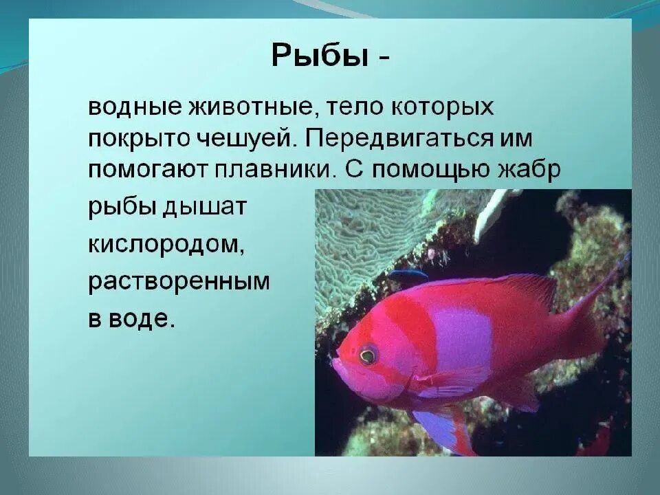 Доклад про рыб 3 класс окружающий мир