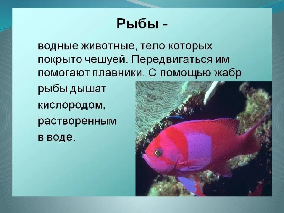 Сообщение на тему рыбы. Доклад про рыб. Презентация на тему рыбы. Доклад о рыбах 3 класс.