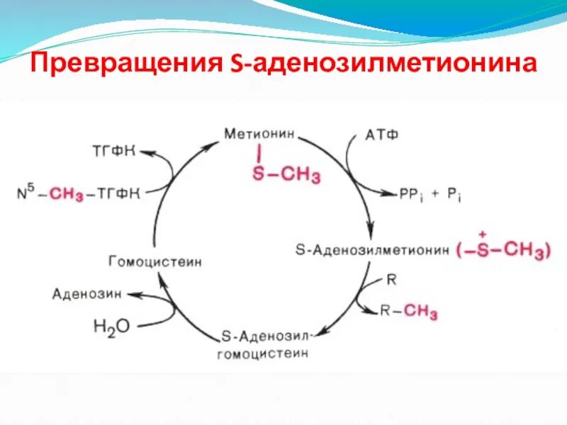 Участие s аденозилметионина в реакциях трансметилирования. Схема обмена серосодержащих аминокислот биохимия. Обмен серосодержащих аминокислот биохимия. Схема обмена серосодержащих аминокислот. Метаболизм серосодержащих аминокислот.