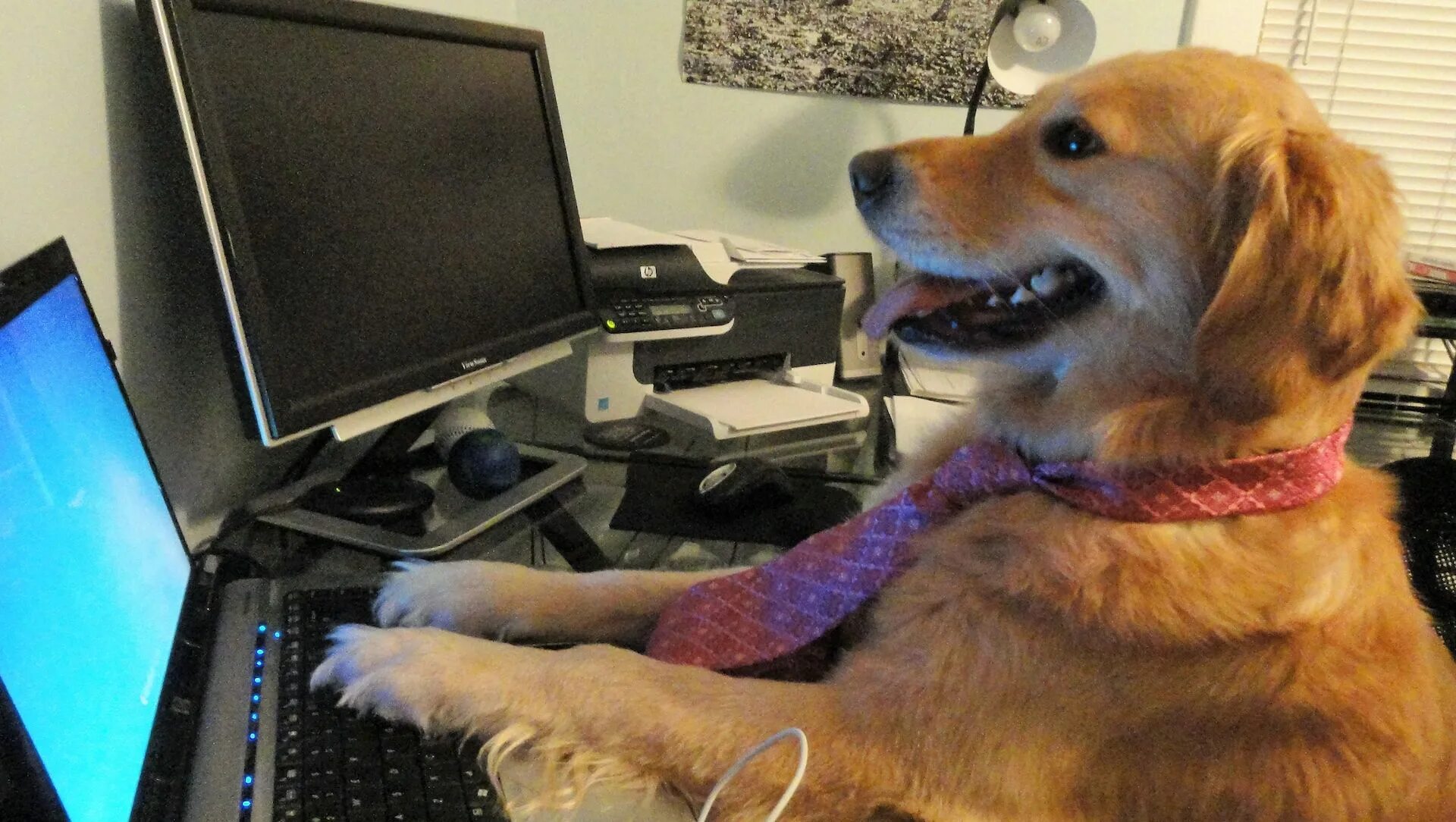 Собачка за компьютером. Собака за ноутбуком. Пес за компьютером. Щенок за компом. When you re here