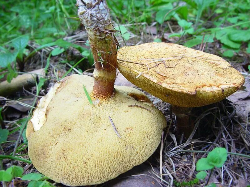 Free Images : forest, botany, flora, fungus, woodland, agaric, bolete, agaricus,