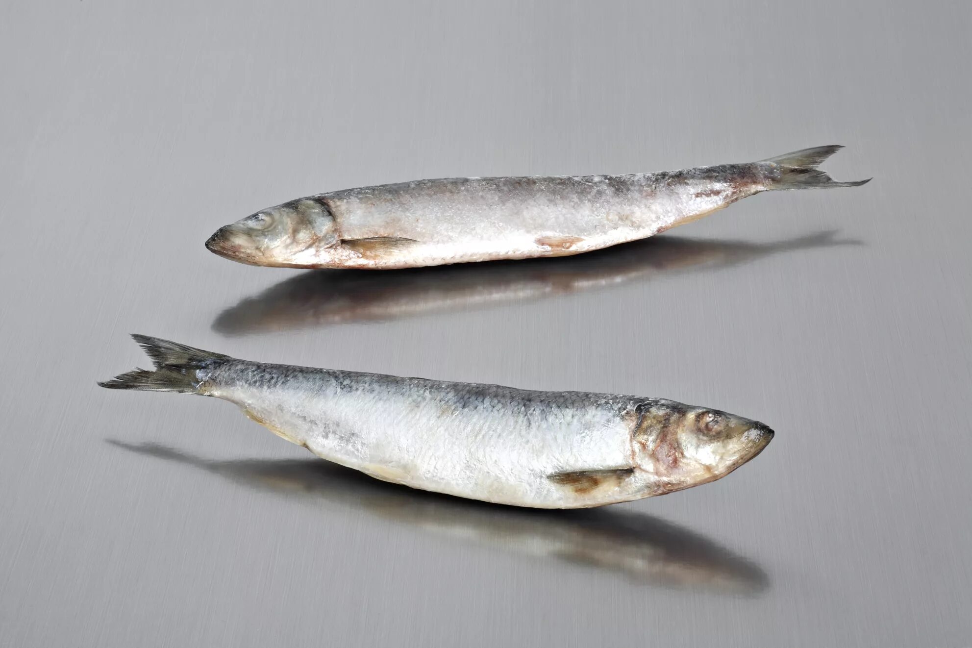 Атлантическая сельдь (Clupea harengus). Беломорка рыба. Atlantic Herring. Соловецкая сельдь.