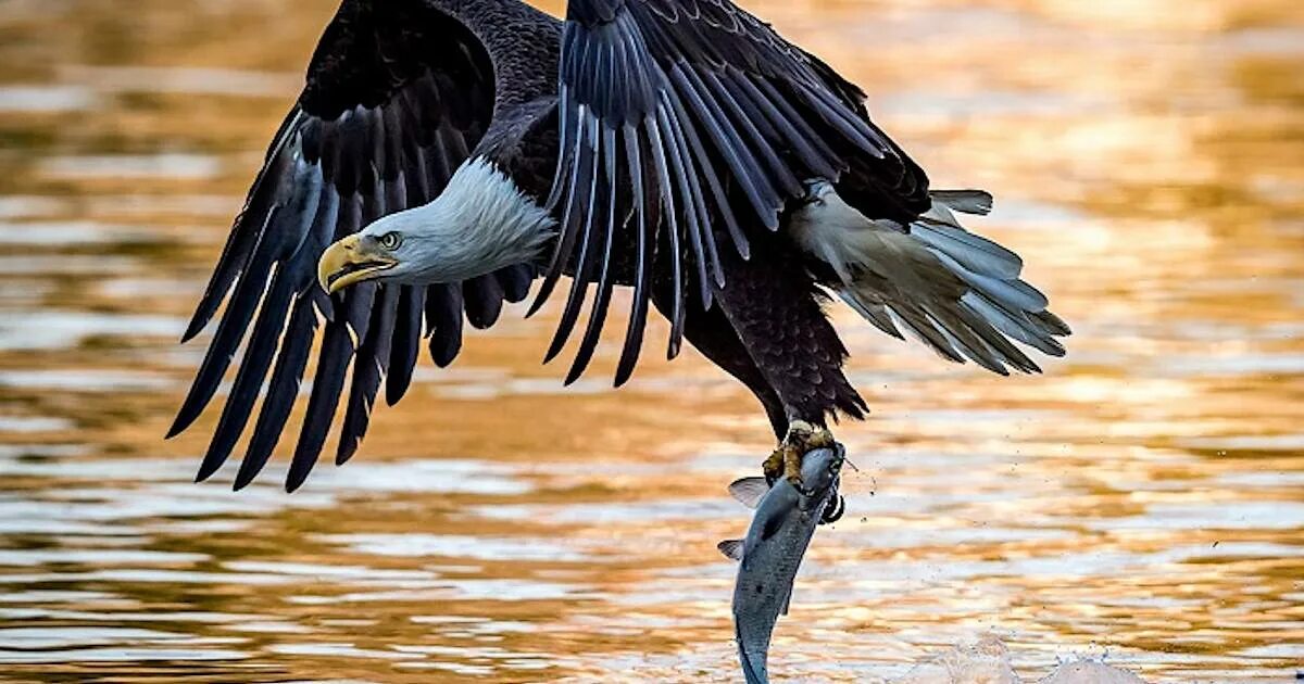 Лучшие снимки дикой природы. Лучшие фотографии. Природа National Geographic. Интересные фотографии. Natural geographic