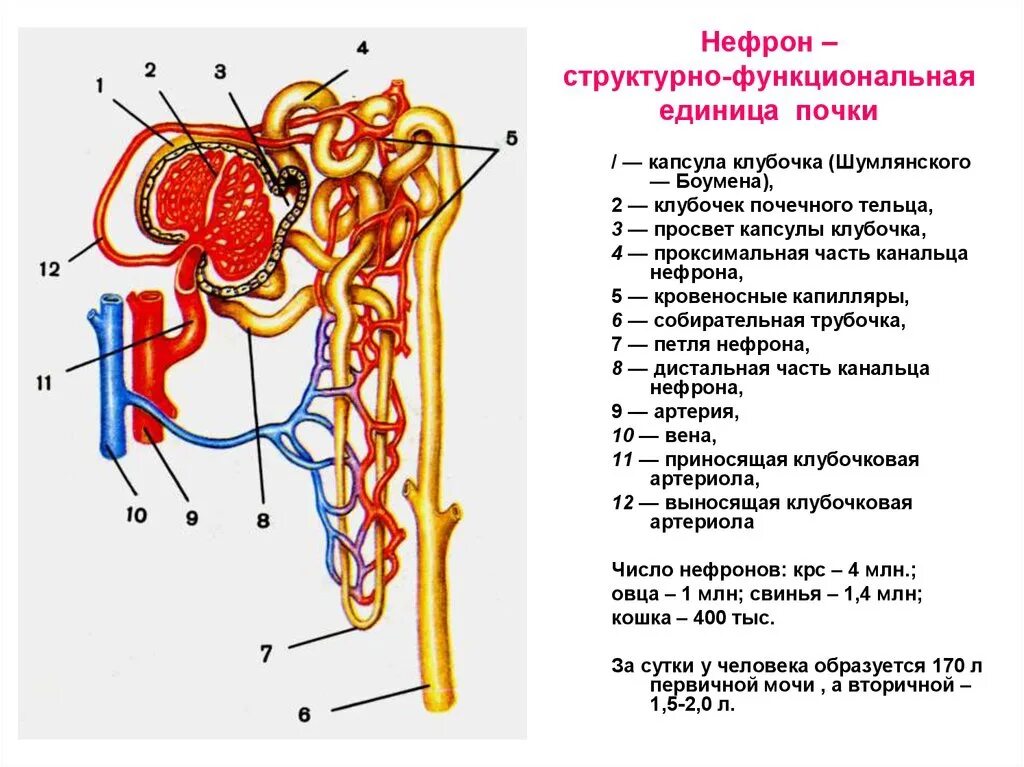 Как называется структура под номером 3
