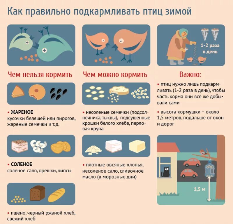 Чем можно кормить птиц зимой