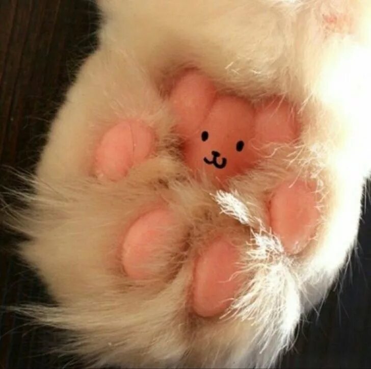 Лапка котика. Жил был лапа. Лапка котенка подушечки. Волк из м ф жил-был пес. Лапки кошки.