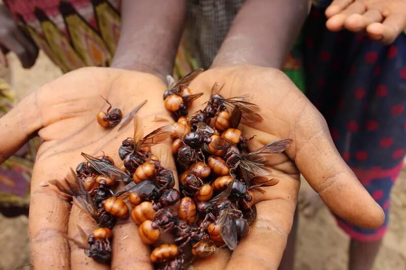Сколько насекомых съедает человек. Комары переносчики болезней. Кочевые муравьи сиафу. Насекомое поедающий муравьев. Человек съедает пауков во сне.