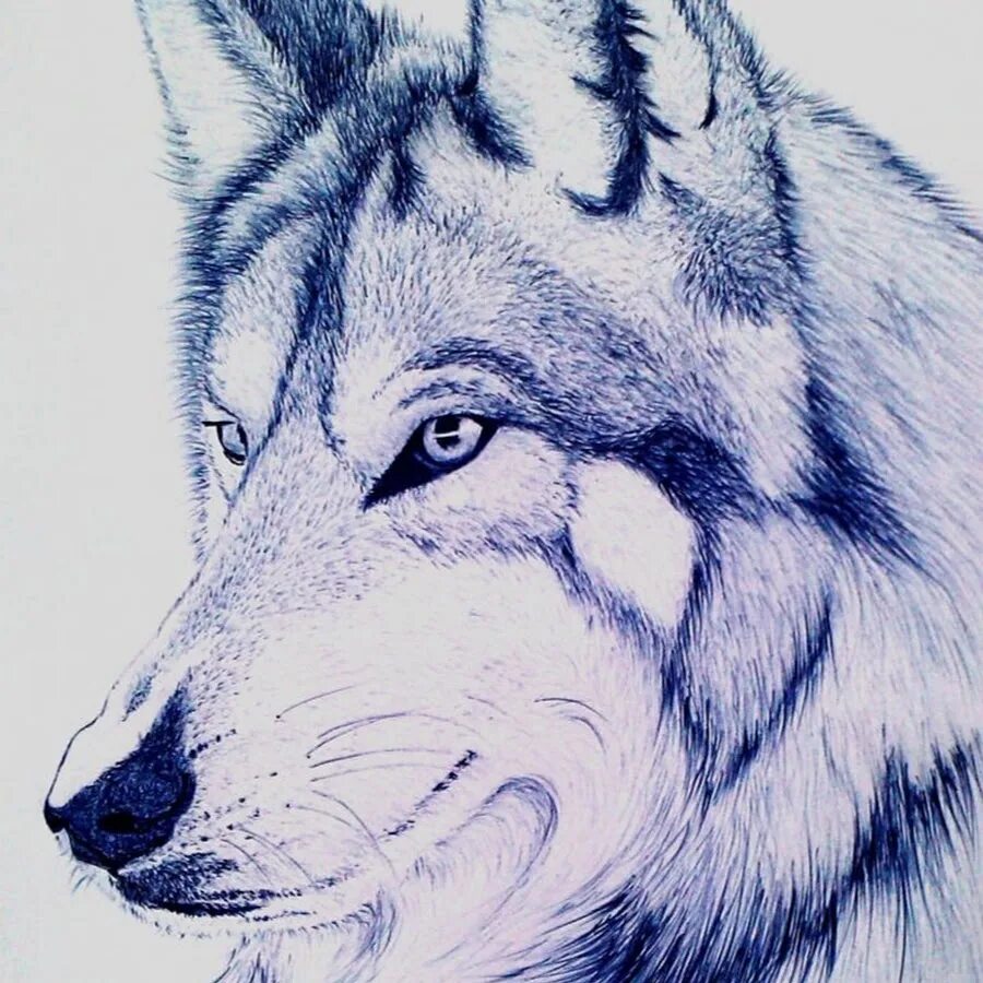 Картинки волка рисунки. Волк карандашом. Рисунки Волков. Нарисовать волка. Рисунки Волков карандашом.