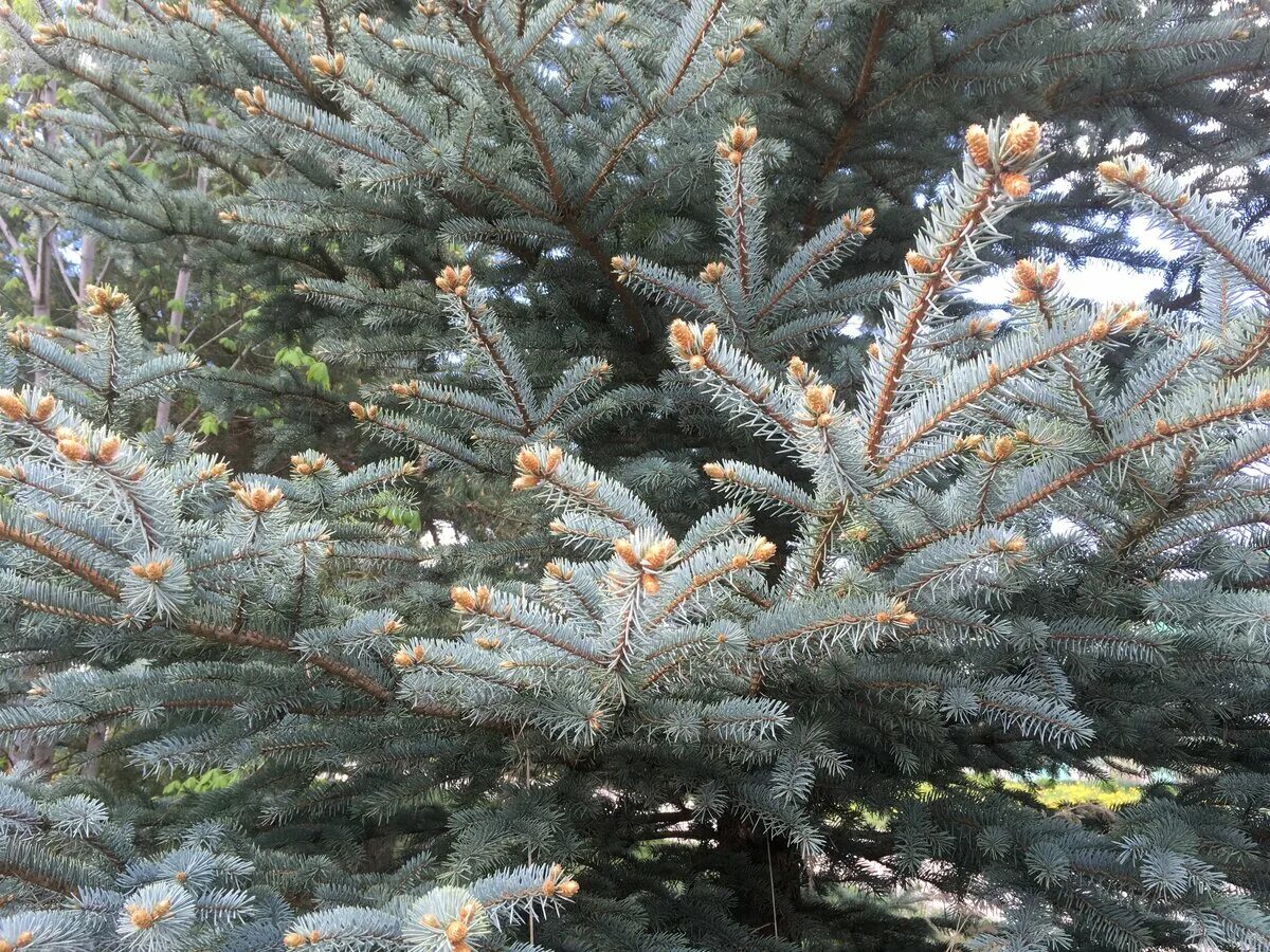 Ель голубая 1 метр. Ель голубая блю даймонд. Picea pungens 'bastion'. Ель голубая магдалена. 64.