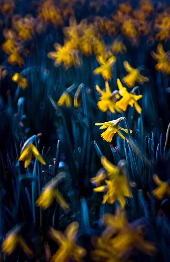 Желто синий мир. Жёлтый цветок. Желто голубые цветы. What does blue and yellow make. Синий голубь.