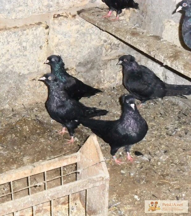 голубые армяне