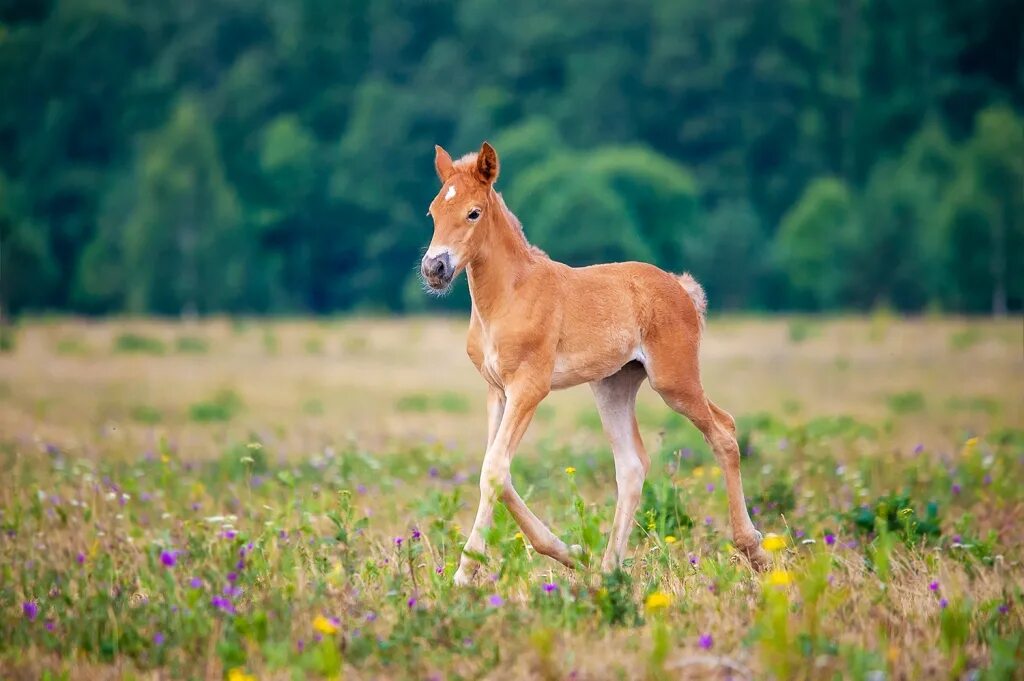 Хорс жеребенка. Лошадь с жеребенком. Лошадь конь жеребенок. Жеребята для дошкольников. Бедный жеребёнок.