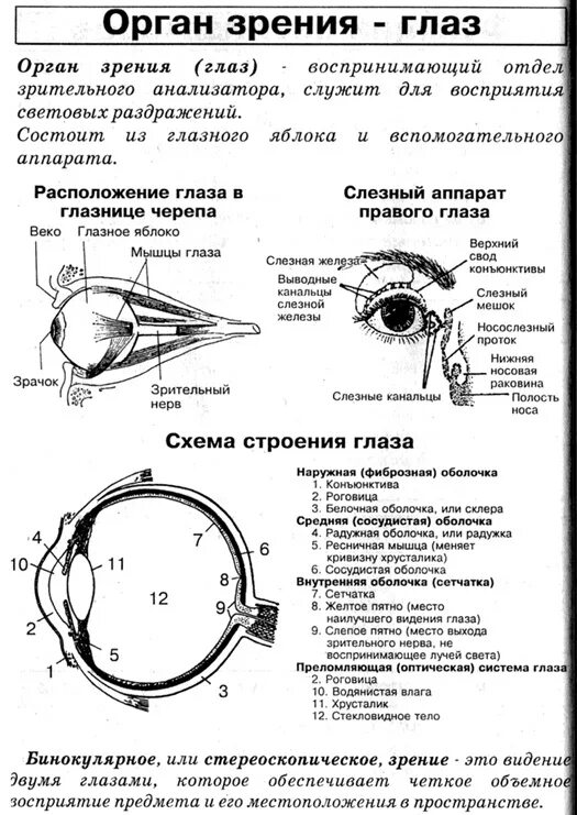 Анализаторы строение и функции глаза. Строение органа зрения человека таблица. зрительный анализатор строение и функции оптического аппарата глаза. схема анализатора зрения. орган зрения и зрительный анализатор таблица.