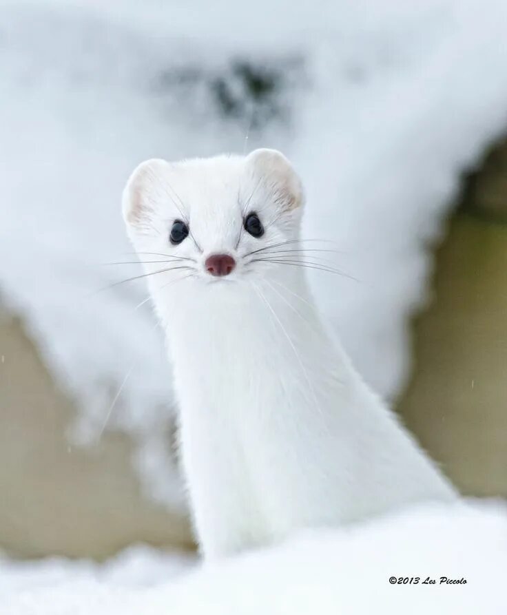 Как выглядит норка белая White Weasels Are so Cute  Animals beautiful, Baby animals, Cute a