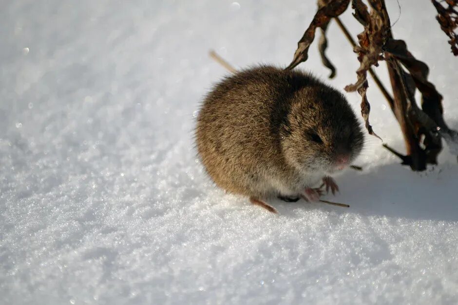 Полевые мыши зимой. Снеговая полёвка (chionomys nivalis). Северная полевка. Полевка мышь полевка зимой. Ольхонская полевка.