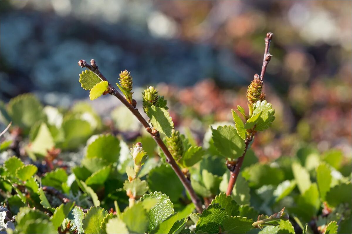Карликовые берёзы (ёрник. Берёза карликовая голден дрим. Карликовая береза комнатная. Карликовая берёза в тундре. Карликовая береза презентация.