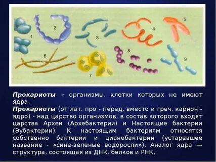 Настоящие бактерии
