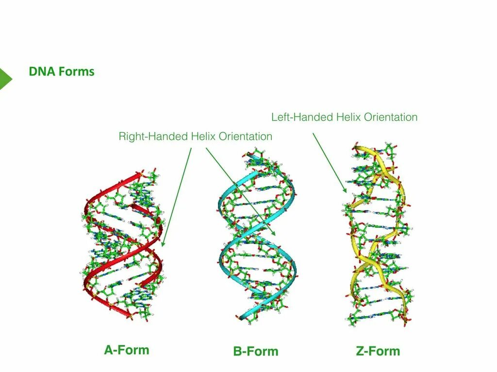 Формы ДНК. B форма ДНК. З форма ДНК. Пространственные формы ДНК.