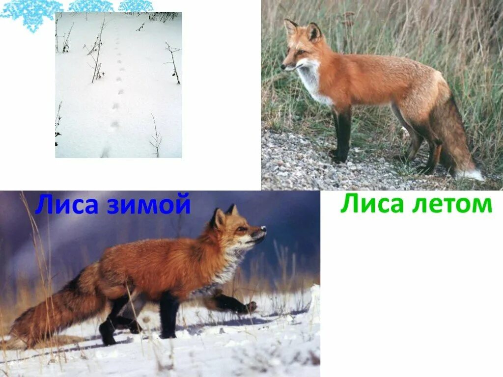 Лиса меняет цвет. Лиса зимой и летом сравнение. лиса цвет зимой и летом. лиса зимой и летом для дошкольников.