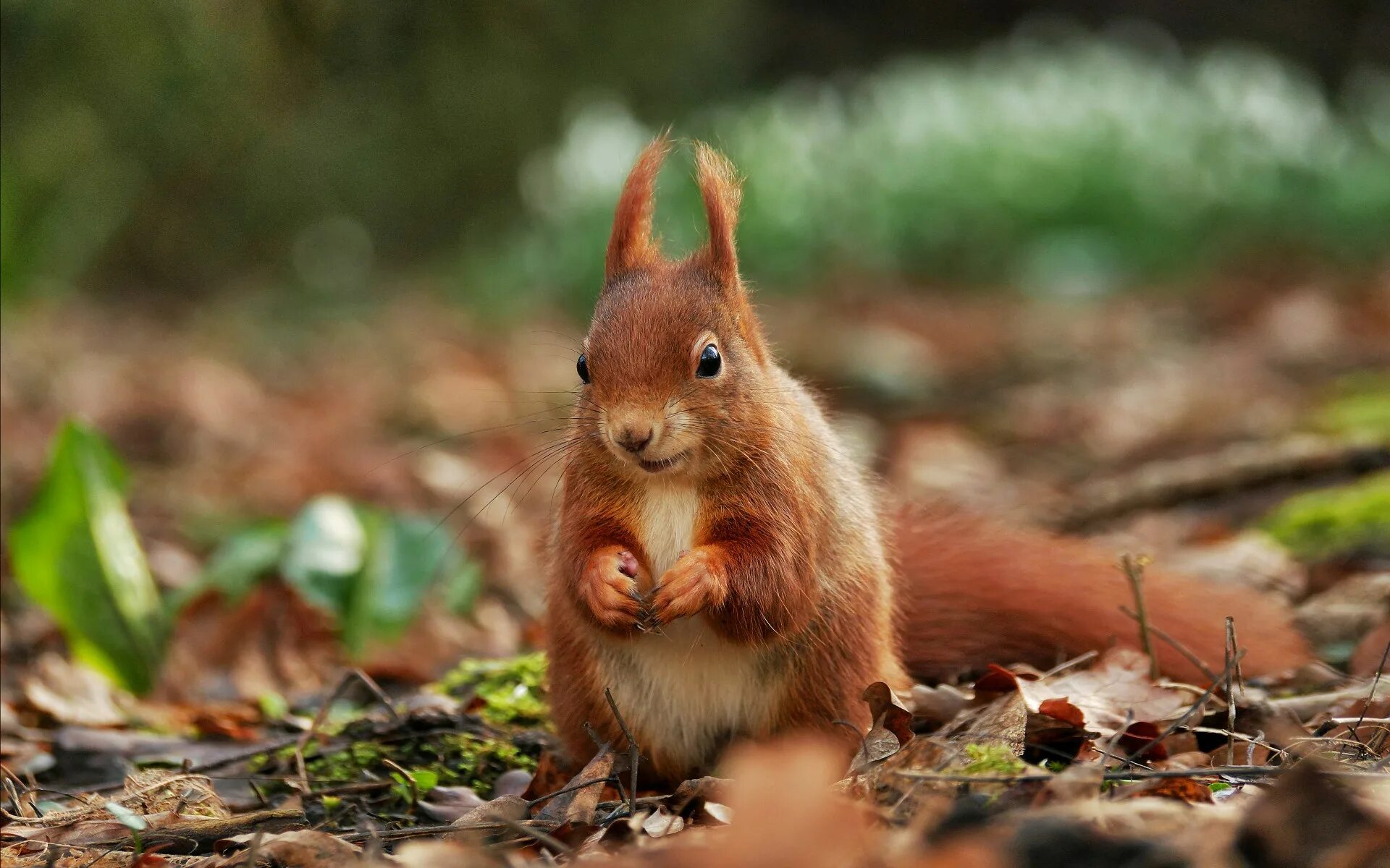 Белка самец. Огненная векша белка. Среднерусская белка. Red squirrel. Red squirrel.