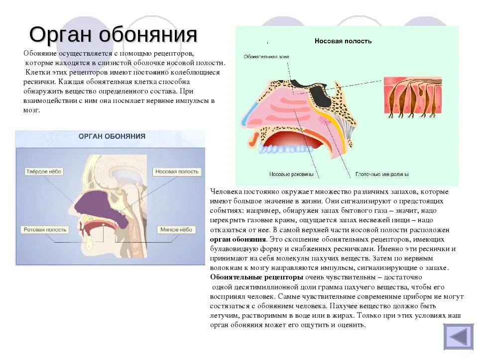 Орган обоняния. Обоняние орган чувств строение. Строение органов обоняния и вкуса. Орган обоняния строение и функции таблица. Строение органа обоняния.