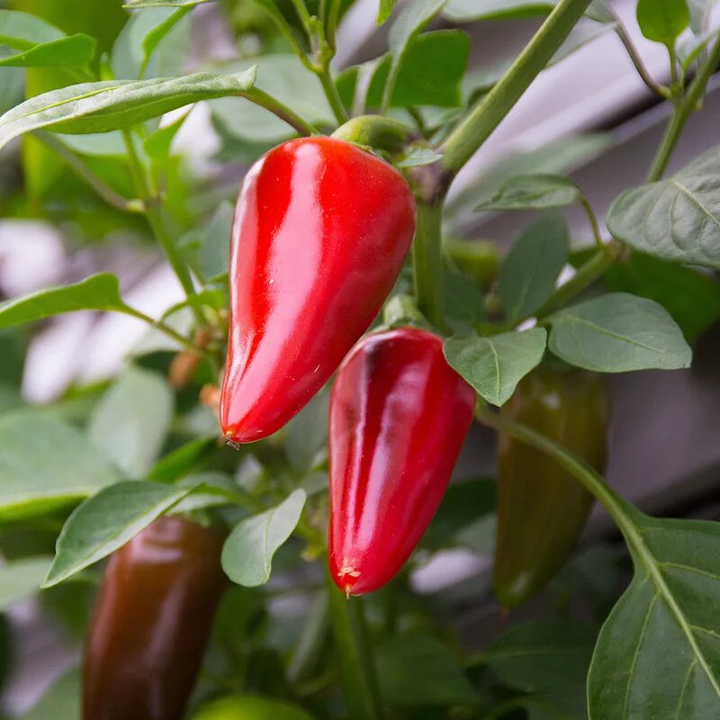 Pepper c. Перец халапеньо растение. Перец халапеньо красный. Халапеньо и Чили. Халапеньо сорта перца.
