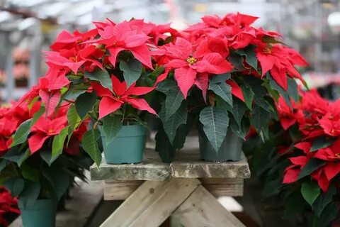 Stars plant