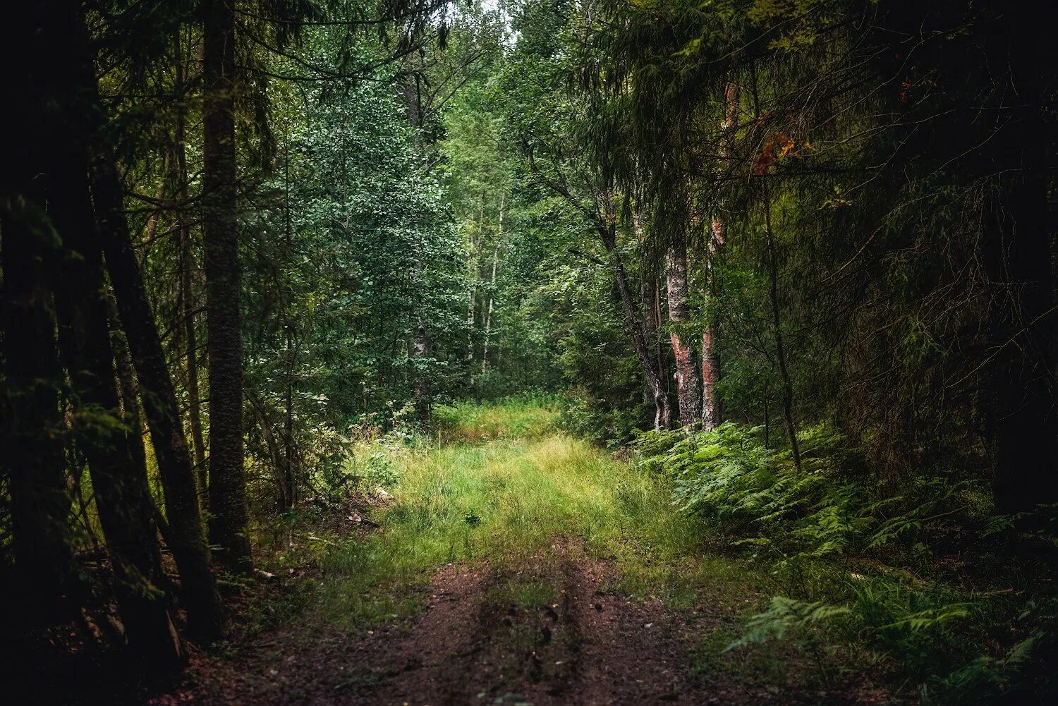 Через чащу леса