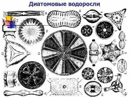 Диатомовые водоросли клеточная стенка