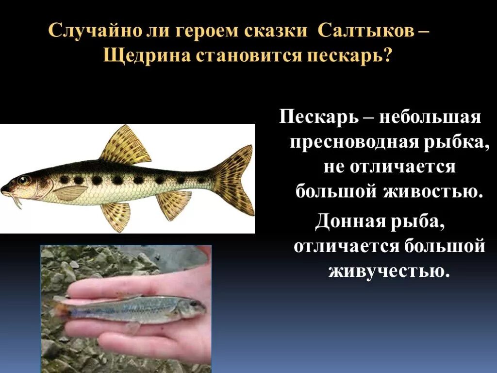 Какой девиз жизни был у пескаря