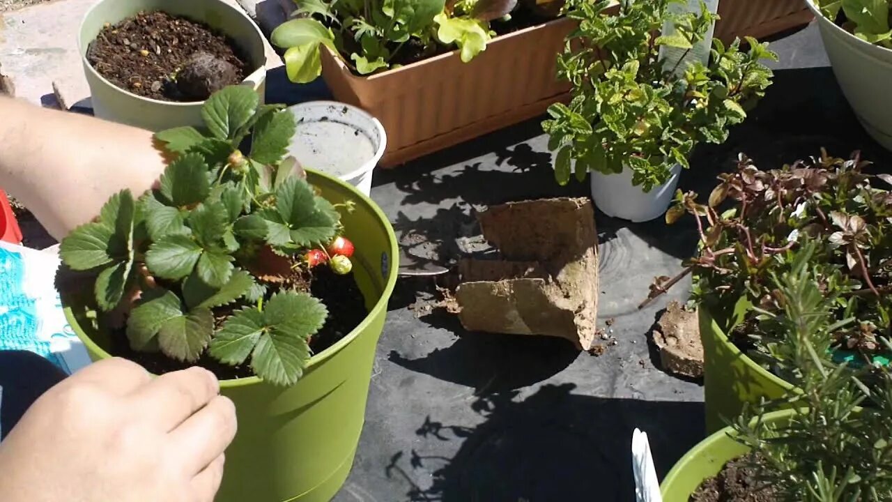 Горшки клубники фото DIY Painted Strawberry Herb Planter A Charming Project Herb planters, Strawber