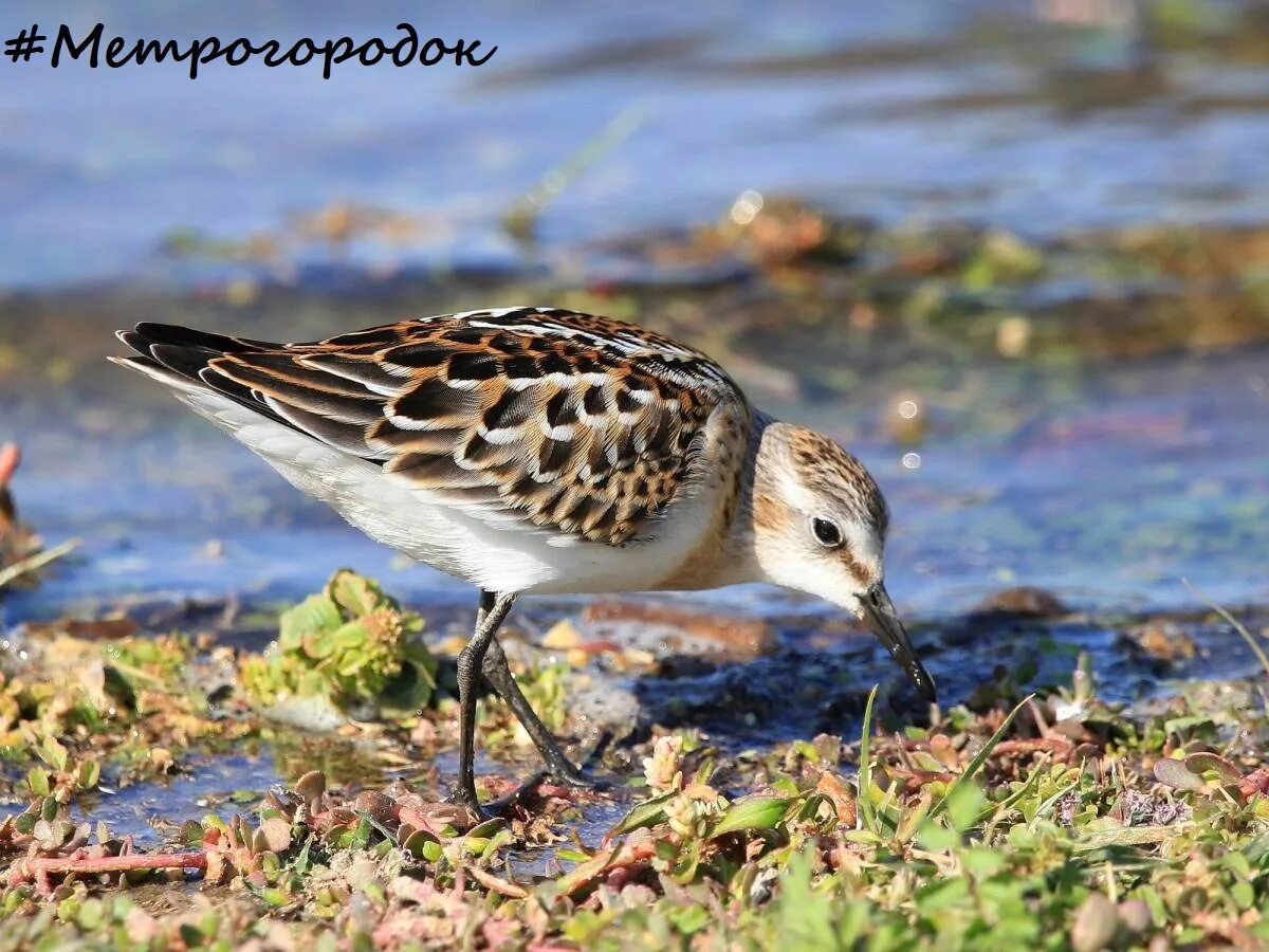 Кулик-воробей (Calidris minuta). Птицы Сибири.