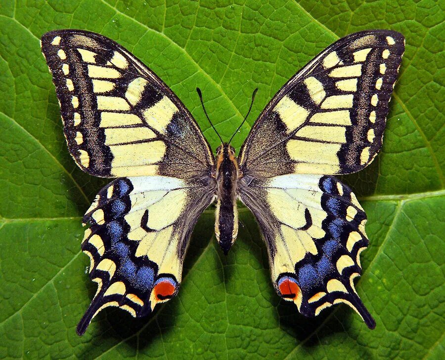 Разнообразие бабочек. Бабочка Махаон (Papilio Machaon). Бабочка Папилио Махаон. Бабочка парусник Махаон. Хвостоносец Махаон.
