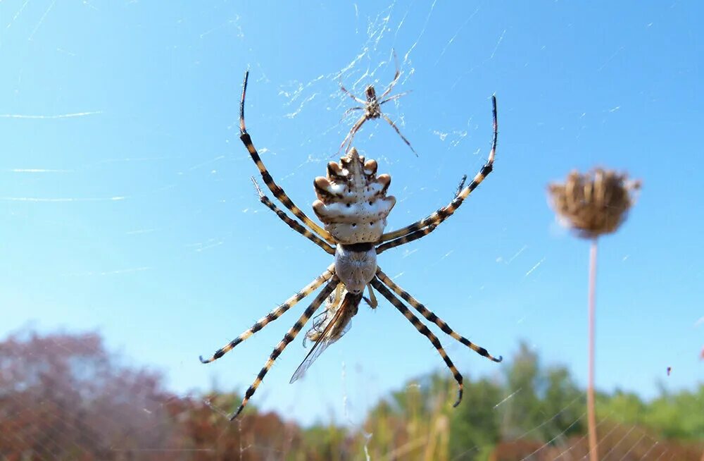 otb-weaver-spider